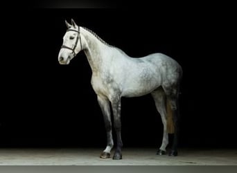 Zangersheide, Caballo castrado, 5 años, 172 cm, Tordo