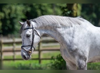 Zangersheide, Caballo castrado, 5 años, 172 cm, Tordo