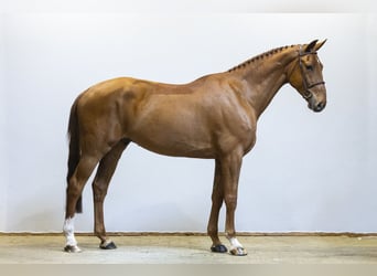 Zangersheide, Caballo castrado, 5 años, 173 cm, Alazán