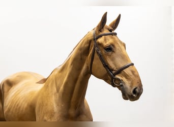 Zangersheide, Caballo castrado, 5 años, 173 cm, Alazán-tostado