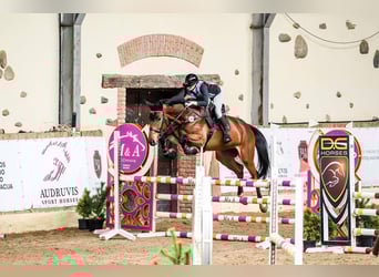 Zangersheide, Caballo castrado, 5 años, 173 cm, Castaño rojizo