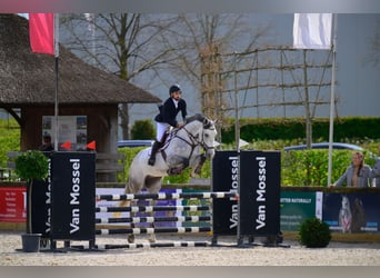 Zangersheide, Caballo castrado, 5 años, 173 cm, Tordo