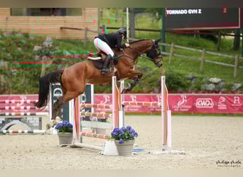 Zangersheide, Caballo castrado, 5 años, 174 cm, Castaño rojizo