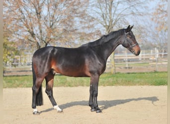 Zangersheide, Caballo castrado, 5 años, 175 cm, Castaño