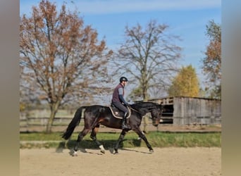 Zangersheide, Caballo castrado, 5 años, 175 cm, Castaño