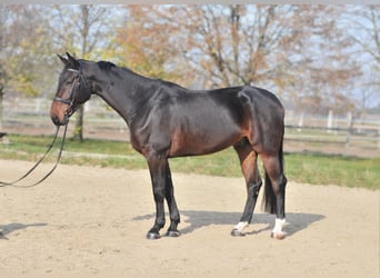 Zangersheide, Caballo castrado, 5 años, 175 cm, Castaño