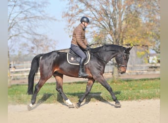 Zangersheide, Caballo castrado, 5 años, 175 cm, Castaño