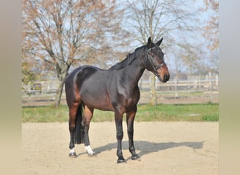 Zangersheide, Caballo castrado, 5 años, 175 cm, Castaño