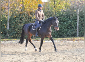 Zangersheide, Caballo castrado, 5 años, 175 cm, Castaño