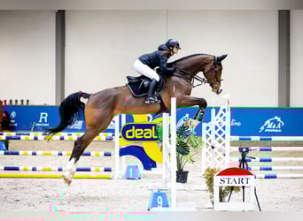 Zangersheide, Caballo castrado, 5 años, 175 cm, Castaño rojizo