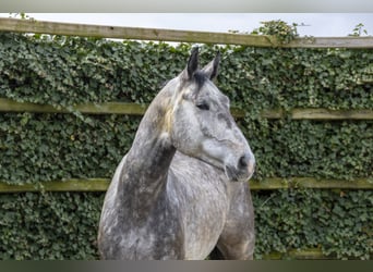 Zangersheide, Caballo castrado, 5 años, 176 cm, Castaño oscuro