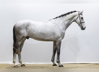 Zangersheide, Caballo castrado, 5 años, 176 cm, Tordo