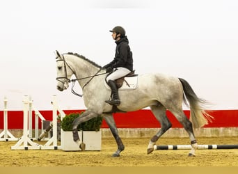 Zangersheide, Caballo castrado, 5 años, 176 cm, Tordo