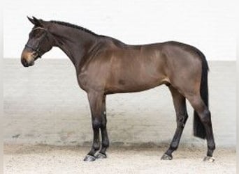 Zangersheide, Caballo castrado, 5 años, 177 cm, Castaño oscuro