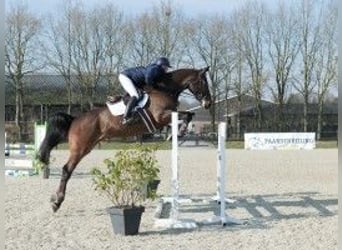 Zangersheide, Caballo castrado, 5 años, 177 cm, Castaño oscuro