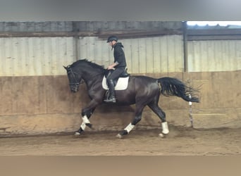 Zangersheide, Caballo castrado, 5 años, 177 cm, Negro