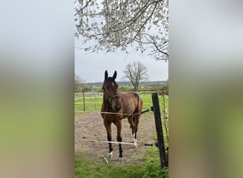 Zangersheide, Caballo castrado, 5 años, 178 cm, Castaño