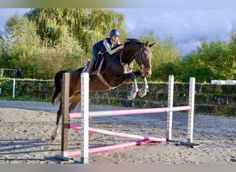 Zangersheide, Caballo castrado, 5 años, 178 cm, Castaño