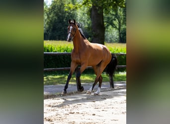 Zangersheide, Caballo castrado, 5 años, 178 cm, Castaño