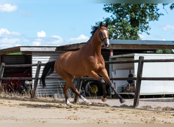 Zangersheide, Caballo castrado, 5 años, 178 cm, Castaño