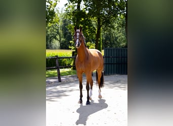 Zangersheide, Caballo castrado, 5 años, 178 cm, Castaño