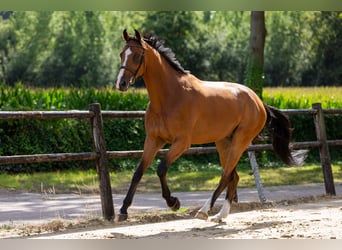 Zangersheide, Caballo castrado, 5 años, 178 cm, Castaño