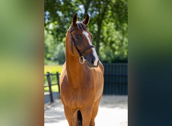 Zangersheide, Caballo castrado, 5 años, 178 cm, Castaño