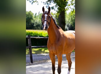 Zangersheide, Caballo castrado, 5 años, 178 cm, Castaño