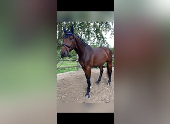 Zangersheide, Caballo castrado, 5 años, 178 cm, Castaño oscuro