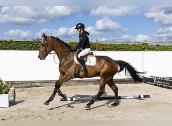 Zangersheide, Caballo castrado, 5 años, 180 cm