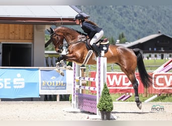 Zangersheide, Caballo castrado, 5 años, 180 cm, Castaño