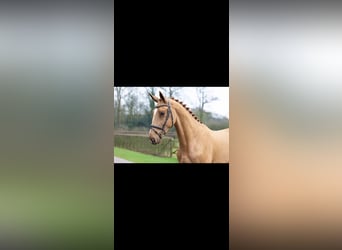 Zangersheide, Caballo castrado, 5 años, 183 cm, Alazán