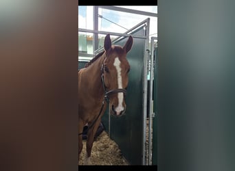 Zangersheide, Caballo castrado, 5 años, Alazán