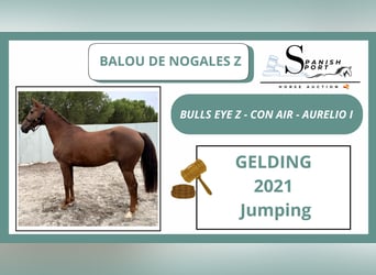 Zangersheide, Caballo castrado, 5 años, Alazán