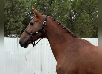 Zangersheide, Caballo castrado, 5 años, Alazán