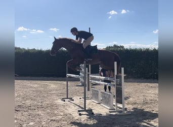 Zangersheide, Caballo castrado, 5 años, Alazán