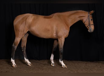 Zangersheide, Caballo castrado, 5 años, Castaño