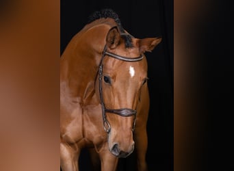 Zangersheide, Caballo castrado, 5 años, Castaño