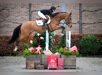 Zangersheide, Caballo castrado, 5 años, Castaño