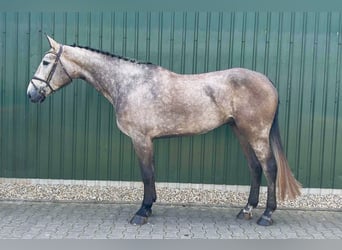 Zangersheide, Caballo castrado, 5 años, Tordo