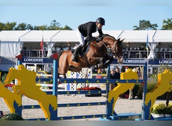 Zangersheide, Caballo castrado, 6 años, 160 cm, Castaño rojizo