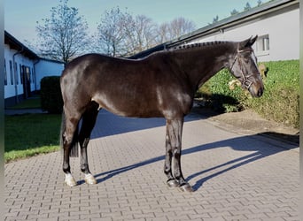 Zangersheide, Caballo castrado, 6 años, 160 cm, Morcillo