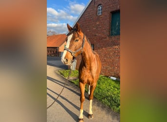 Zangersheide, Caballo castrado, 6 años, 161 cm, Alazán