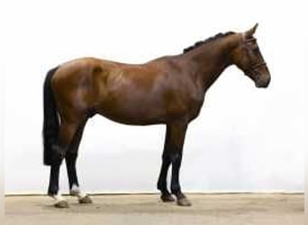 Zangersheide, Caballo castrado, 6 años, 161 cm, Castaño oscuro