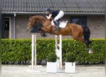 Zangersheide, Caballo castrado, 6 años, 161 cm, Castaño oscuro