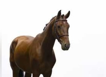 Zangersheide, Caballo castrado, 6 años, 161 cm, Castaño oscuro