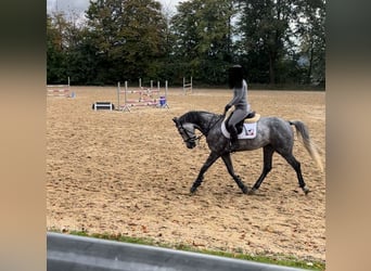 Zangersheide, Caballo castrado, 6 años, 162 cm, Tordo