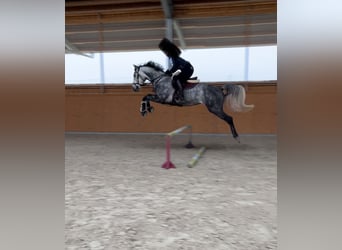 Zangersheide, Caballo castrado, 6 años, 162 cm, Tordo