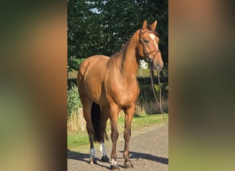 Zangersheide, Caballo castrado, 6 años, 164 cm