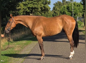 Zangersheide, Caballo castrado, 6 años, 164 cm